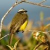 Tyran pospolity - Myiozetetes similis - Social Flycatcher 9105